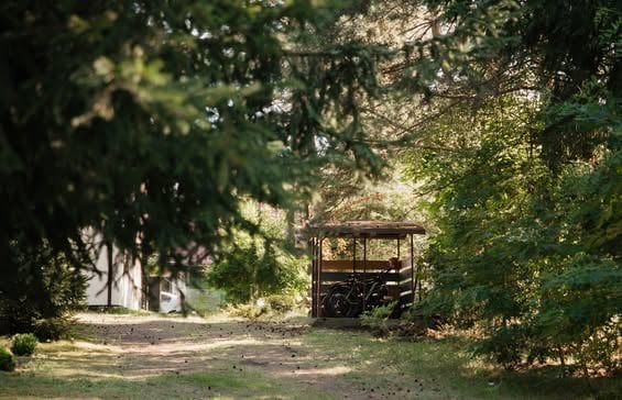 Abandoned wooden bus or vehicle structure in a tree-lined rural area with dappled sunlight